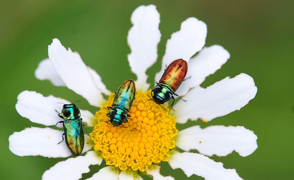 La vita in un fiore: terza parte